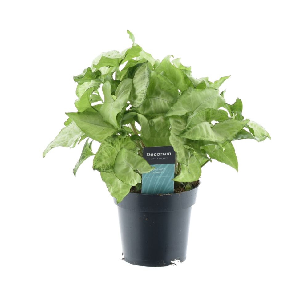 Syngonium White Butterfly 'Feel Green' – Zimmerpflanze – Ø14cm – ↕35cm – Pflegeleichte Kletterpflanze mit hellgrünen Blättern – Für Wohnzimmer, Büro & Regal 
