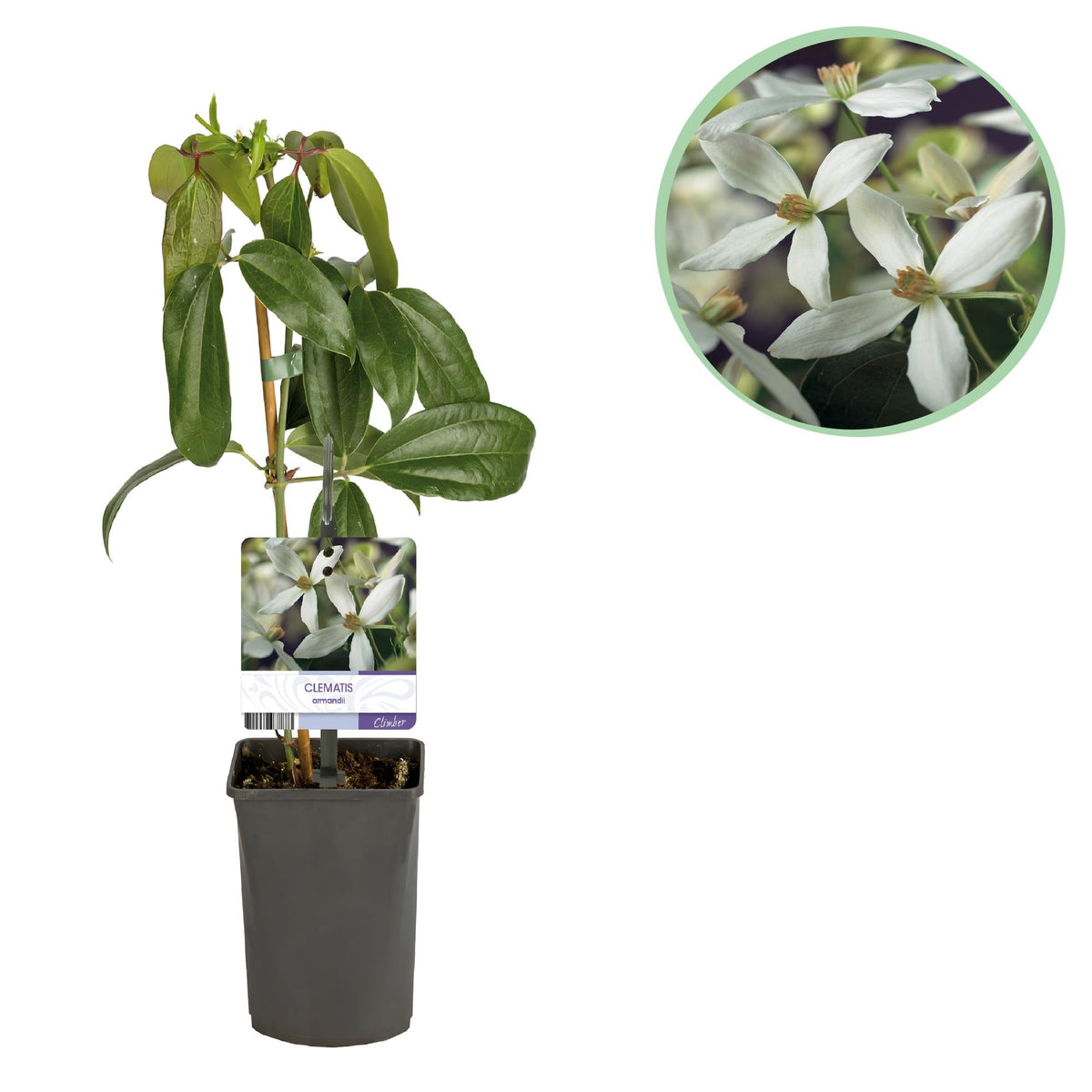 Kletterpflanze – Clematis armandii – Weiße Blüten – Immergrün – Duftend – 11cm – Höhe 40cm – Frühblüher – Pflegeleicht 