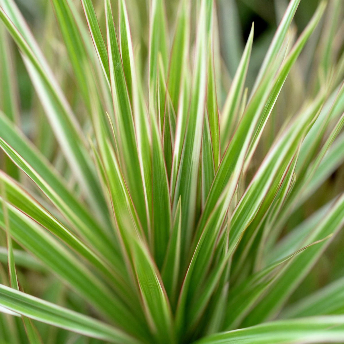 Green boutiQ - Zimmerpflanzen - Dracaena Marginata Bicolor - Drachenbaum - Wenig Pflege - Grün - braun - 1 Pflanze - Topf 21cm - Höhe 90-100cm 