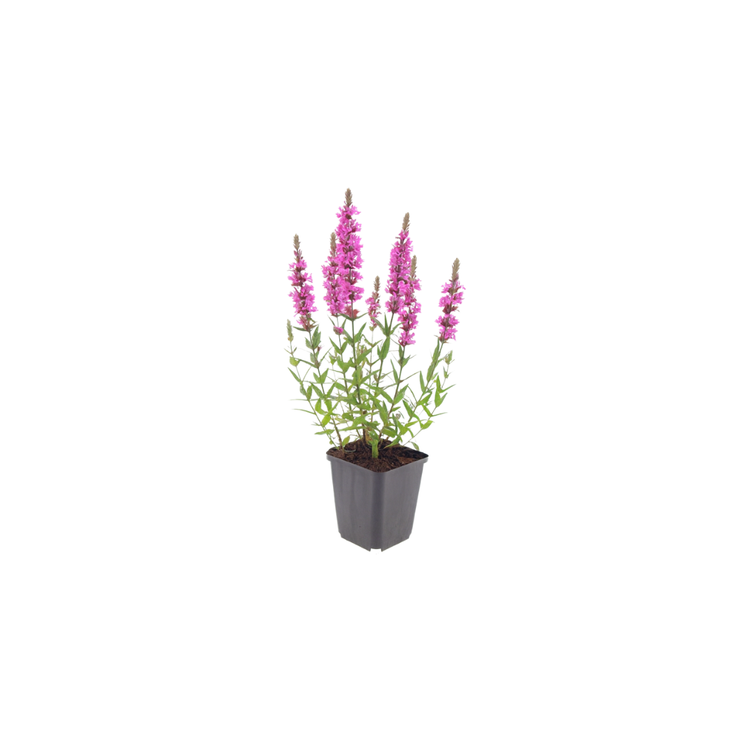 Lythrum salicaria Blutweiderich – Ø9cm – Höhe10-25cm – Ansicht 30