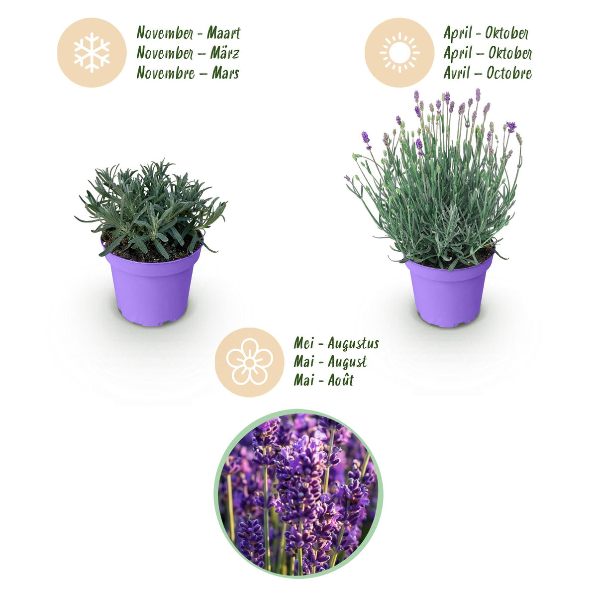 Green boutiQ - Gartenpflanze - Lavandula angustifolia Munstead - Lavendel - Winterhart - Violett - 1 Pflanze - Topf 12cm - Höhe 15-25cm 