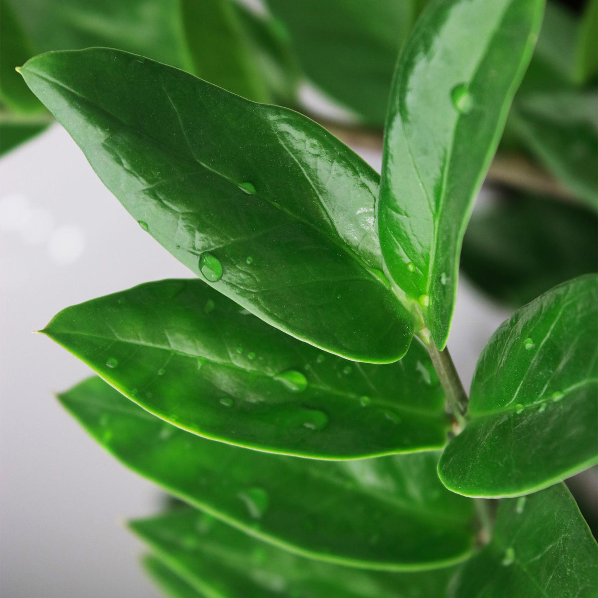 Green boutiQ - Zimmerpflanzen - Zamioculcas - ZZ-Pflanze - Wenig Pflege - Grün - 1 Pflanze - Topf 17cm - Höhe 65-75cm 
