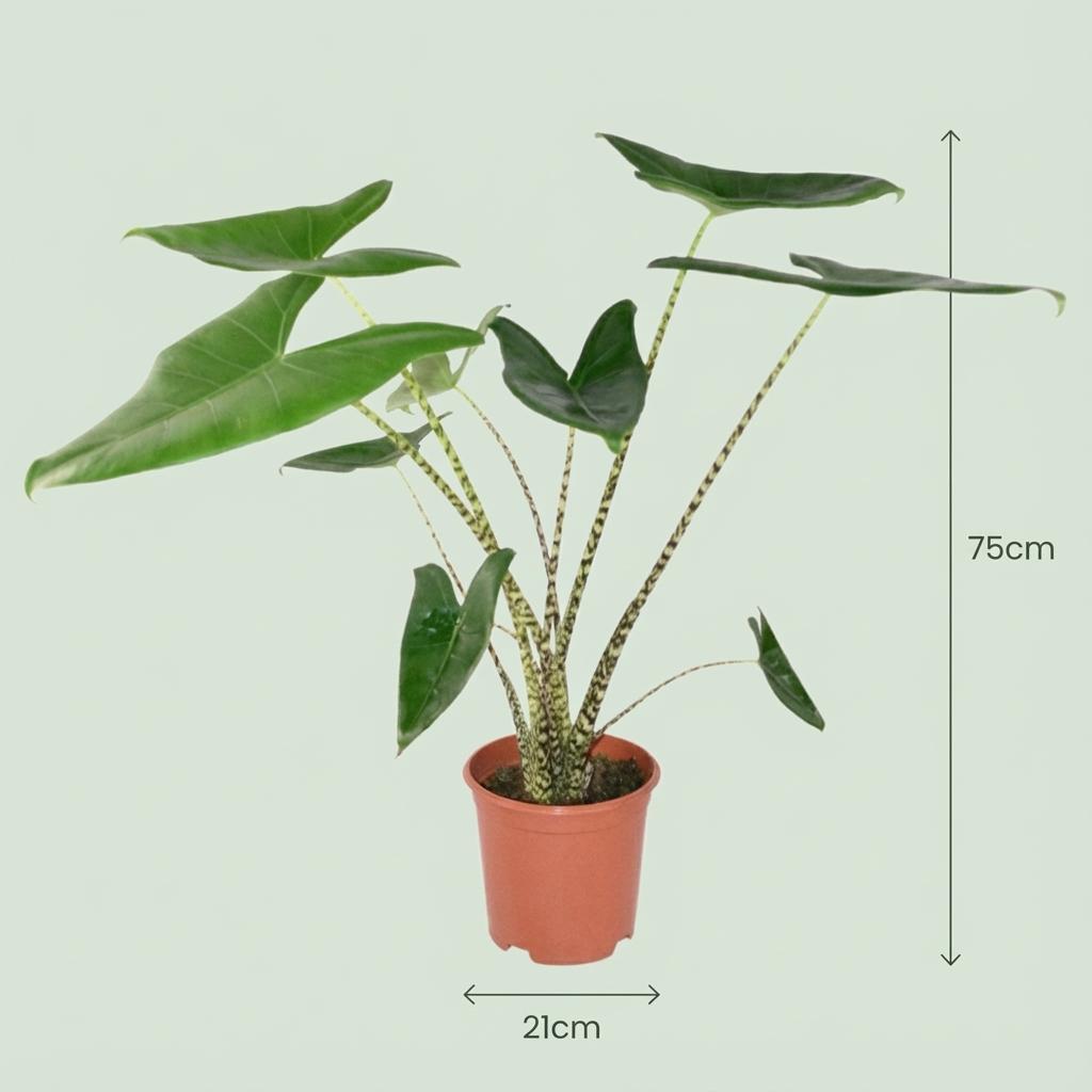 Alocasia Zebrina – 2 Pflanzen – Ø21cm – Höhe 70–75cm – Elefantenohr Zimmerpflanze – Dekorative Blätter mit Zebra-Stielen – Exotische Wohnpflanze 