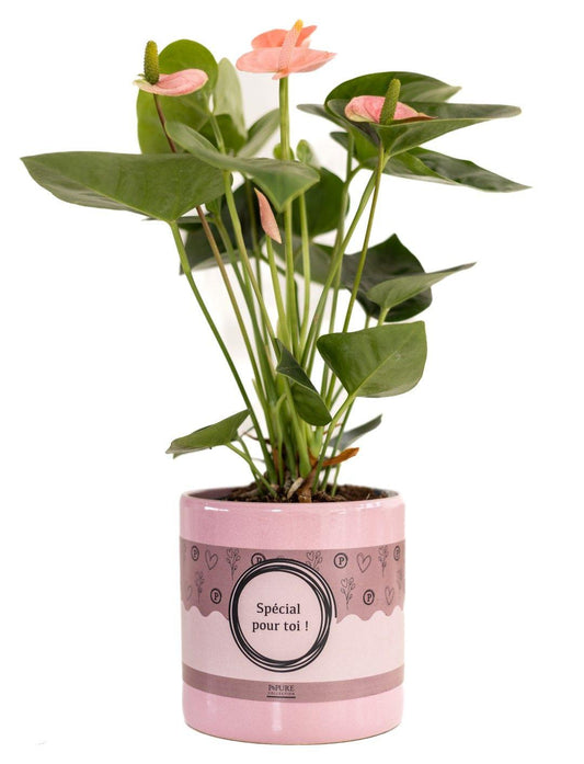 Anthurium Pink (Spirit) In P&PURE "SPECIAL POUR TOI" Verpakking - Ø12cm - ↕45cm 