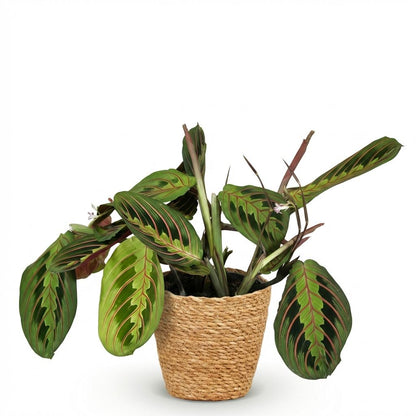 Green boutiQ - Zimmerpflanze - Maranta Fascinator Tricolour - Gebetsblatt - Haustierfreundliche Pflanze - Grün - 1 Pflanze - mit Korb - Topf 12cm - Höhe 25cm 