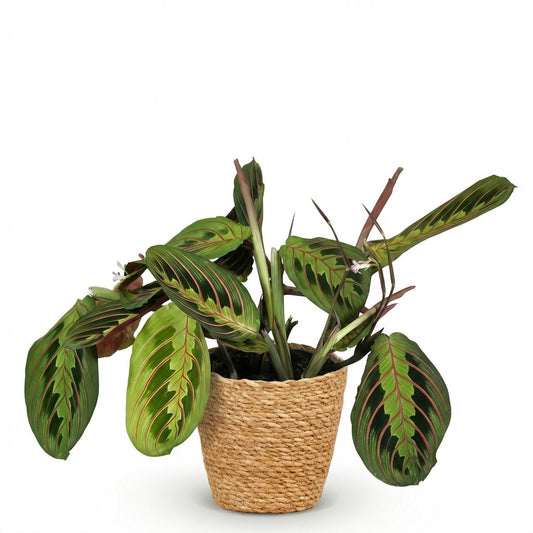 Green boutiQ - Zimmerpflanze - Maranta Fascinator Tricolour - Gebetsblatt - Haustierfreundliche Pflanze - Grün - 1 Pflanze - mit Korb - Topf 12cm - Höhe 25cm 