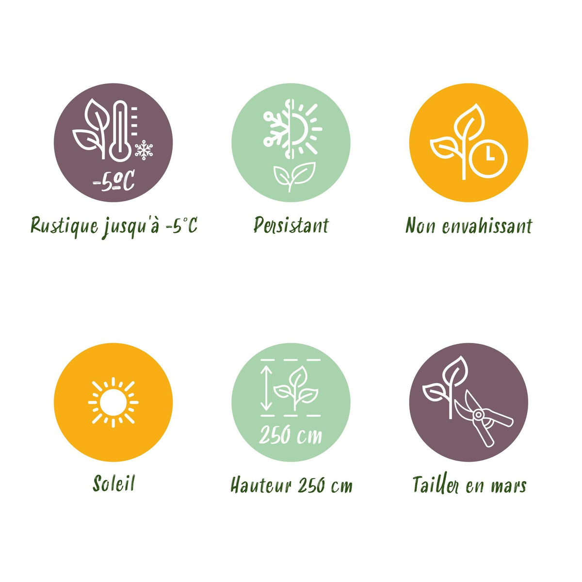 Japanische Faserbanane Musa Ever Red – Obstpflanze – Winterhart – Ø21 cm – Höhe ca. 90 cm – Rote Stängel & grüne Blätter – Tropisches Flair für Garten & Balkon 