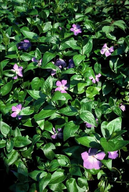 Großes Immergrün Vinca major – ↕10-25cm – Ø9cm – Immergrüner Bodendecker mit violett – blauen Blüten – Ansicht 27