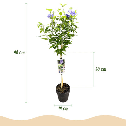 Hibiscus syriacus Blue Chiffon – Pflegeleichte Stamm-Pflanze mit großen blauen Blüten – Laubabwerfend – Ø19 cm – Höhe ca. 90 cm – Ideal für Terrasse & Balkon 