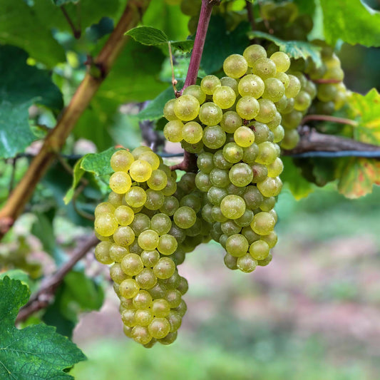 Weinrebe Vitis vinifera 'Bianca' – Weiße Traube – 2 Pflanzen – Ø15cm – Höhe ca. 50cm – Süße Tafeltrauben – Pflegeleichte Obstpflanze für Garten & Balkon – Reich an Vitaminen 