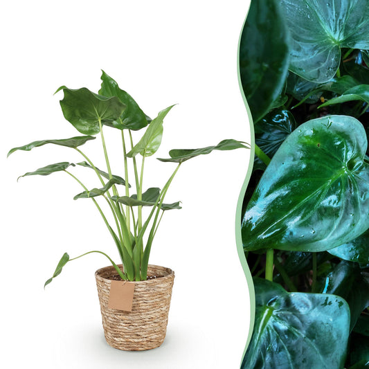 Green boutiQ - Zimmerpflanzen - Alocasia Cucullata - Buddha-Hand - Wenig Pflege - mit Korb - Grün - 1 Pflanze - Topf 21cm - Höhe 65-70cm 