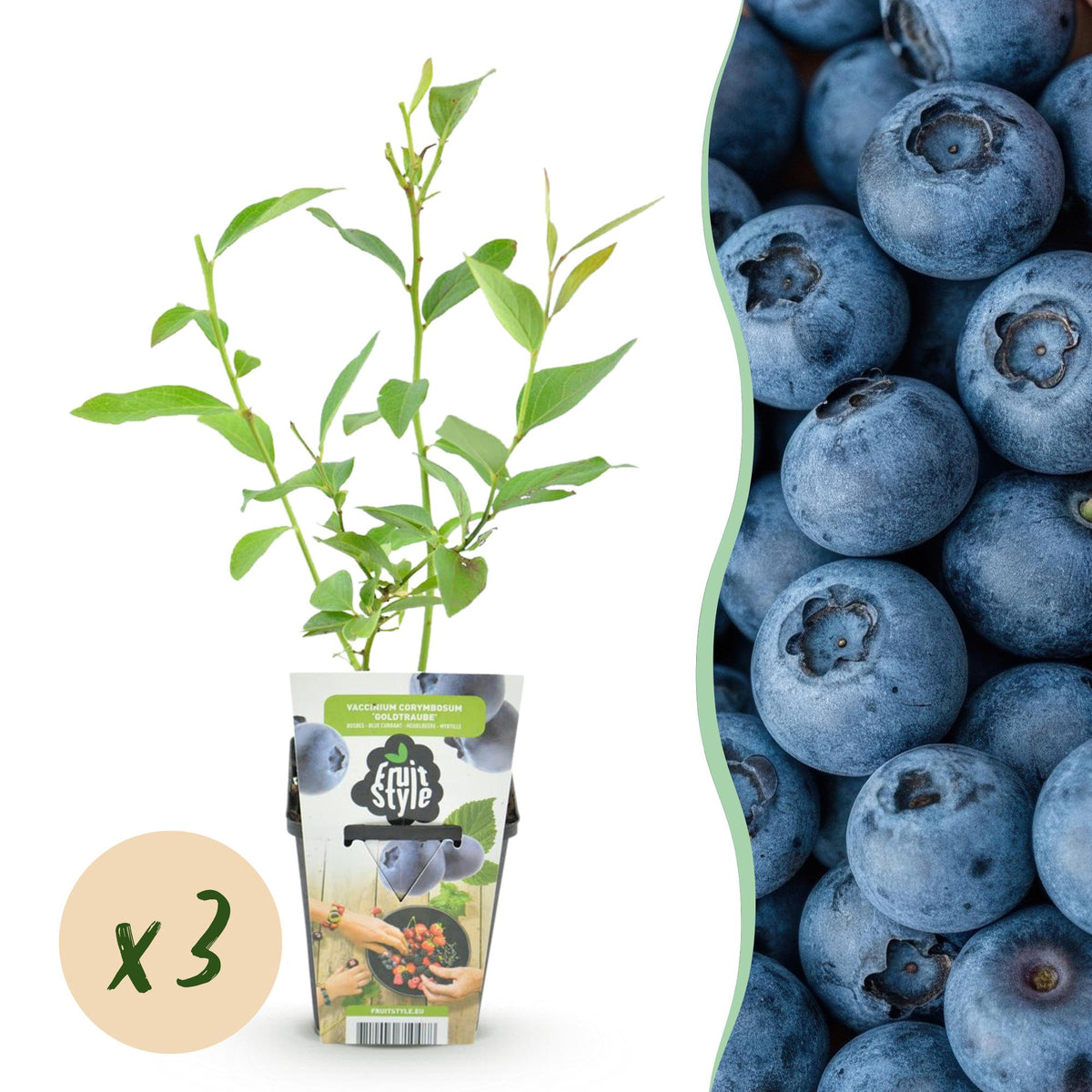 Blaubeere Vaccinium corymbosum Goldtraube winterhart 3 Pflanzen Ø9cm Höhe 30cm – Aromatische Heidelbeere für Garten Balkon & Terrasse 