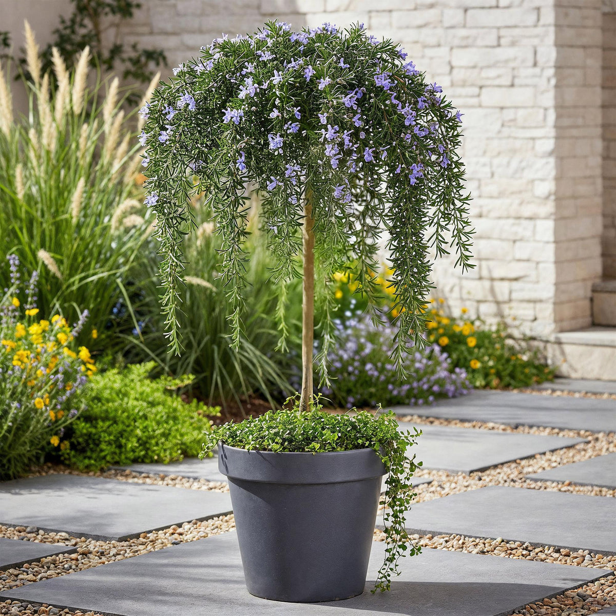 GreenboutiQ - Stamm-Pflanze - Rosmarinus officinalis Prostratus - Terrassenpflanze - Immergrün - Winterhart - Lila Blüte - Topf 19cm Höhe 90cm 