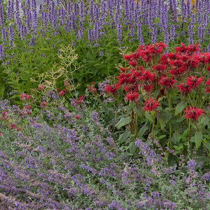 Staudenset – Duftende Blumen – 24 Stauden Ø11cm – Für ca. 3 m² – Bienenfreundlich & pflegeleicht – Verschiedene Farben & Blütezeiten – Ideal für sonnige Beete 