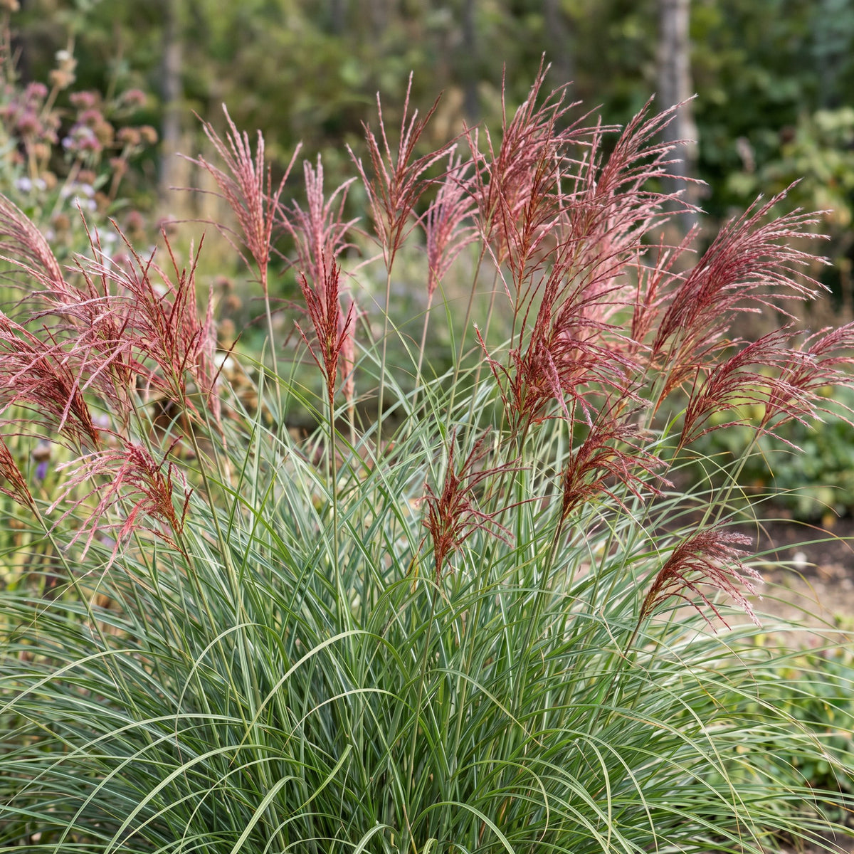 Chinaschilf 'Red Chief' – Miscanthus sinensis 'Red Chief' – 12 Pflanzen – Topf Ø11cm – Ansicht 5