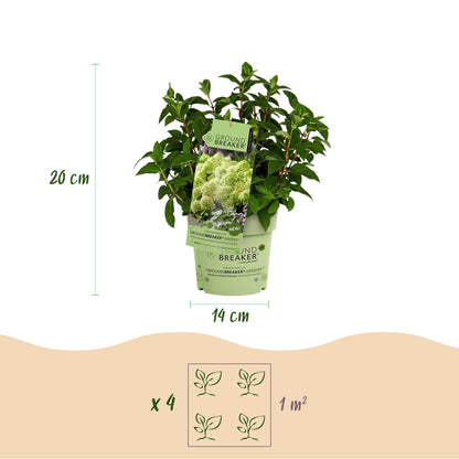 Rispenhortensie Hydrangea paniculata Groundbreaker Greeny 2er Set – frosthart cremeweiß bis grünlich – 14cm Höhe 20-25cm – la