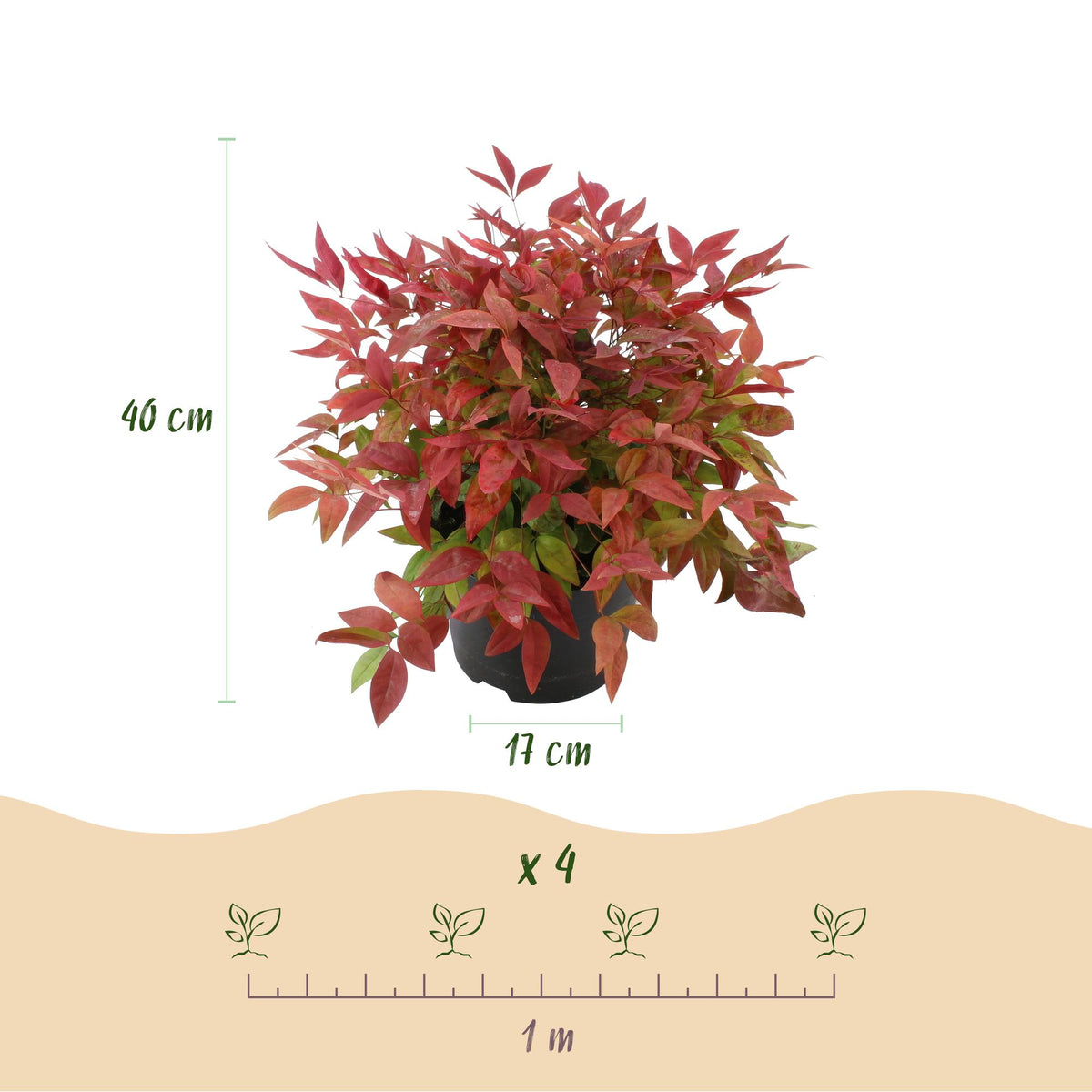 GreenboutiQ - Gartenpflanze - Nandina Blush Pink - Dunkelrosa - 1 Pflanze - Immergrün - Wenig Pflege - Topf 17cm Höhe 40cm 