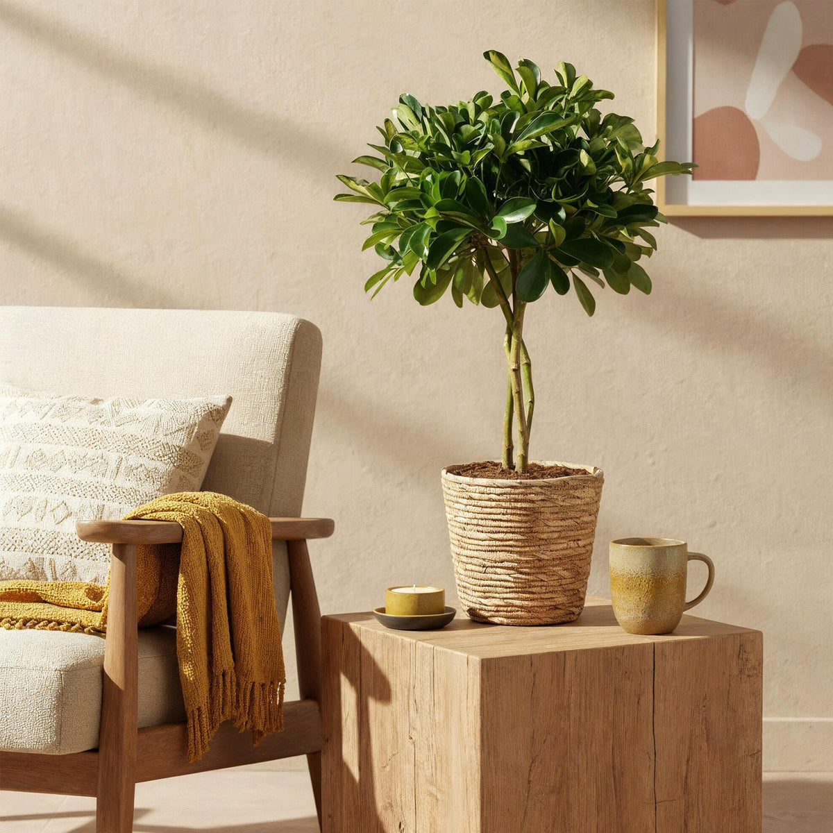 Green boutiQ - Zimmerpflanzen - Schefflera Gold Capelle - Fingerbaum - Wenig Pflege - mit Korb - Grün - Gold - 1 Pflanze - Topf 21cm - Höhe 70-81cm 