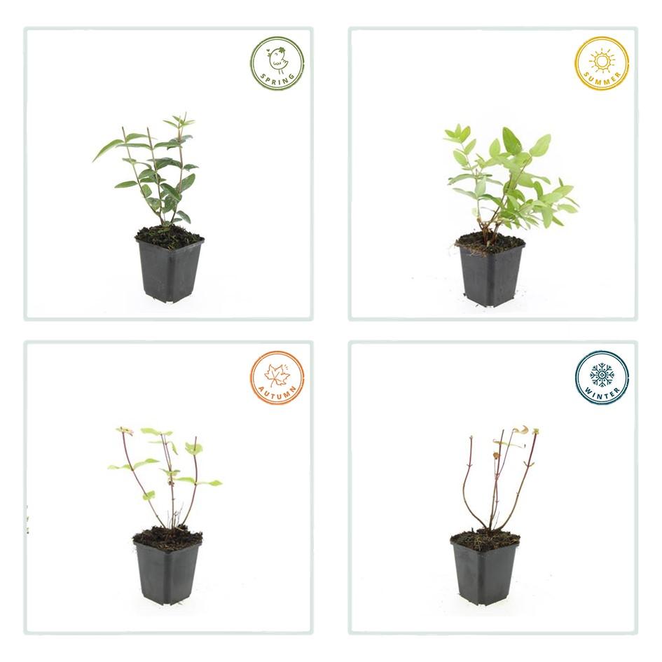 Duftloses Johanniskraut Hypericum inodorum – ↕10-25cm – Ø9cm – 6 Pflanzen – Gelb blühender Zierstrauch, Winterhart & Pflegeleicht 