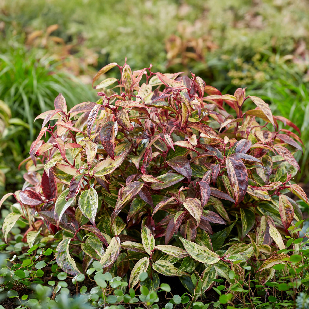 GreenboutiQ - Gartenpflanze - Leucothoe Makijaz - Braun - 2 Pflanzen - Immergrün - Wenig Pflege - Topf 17cm Höhe 45cm 