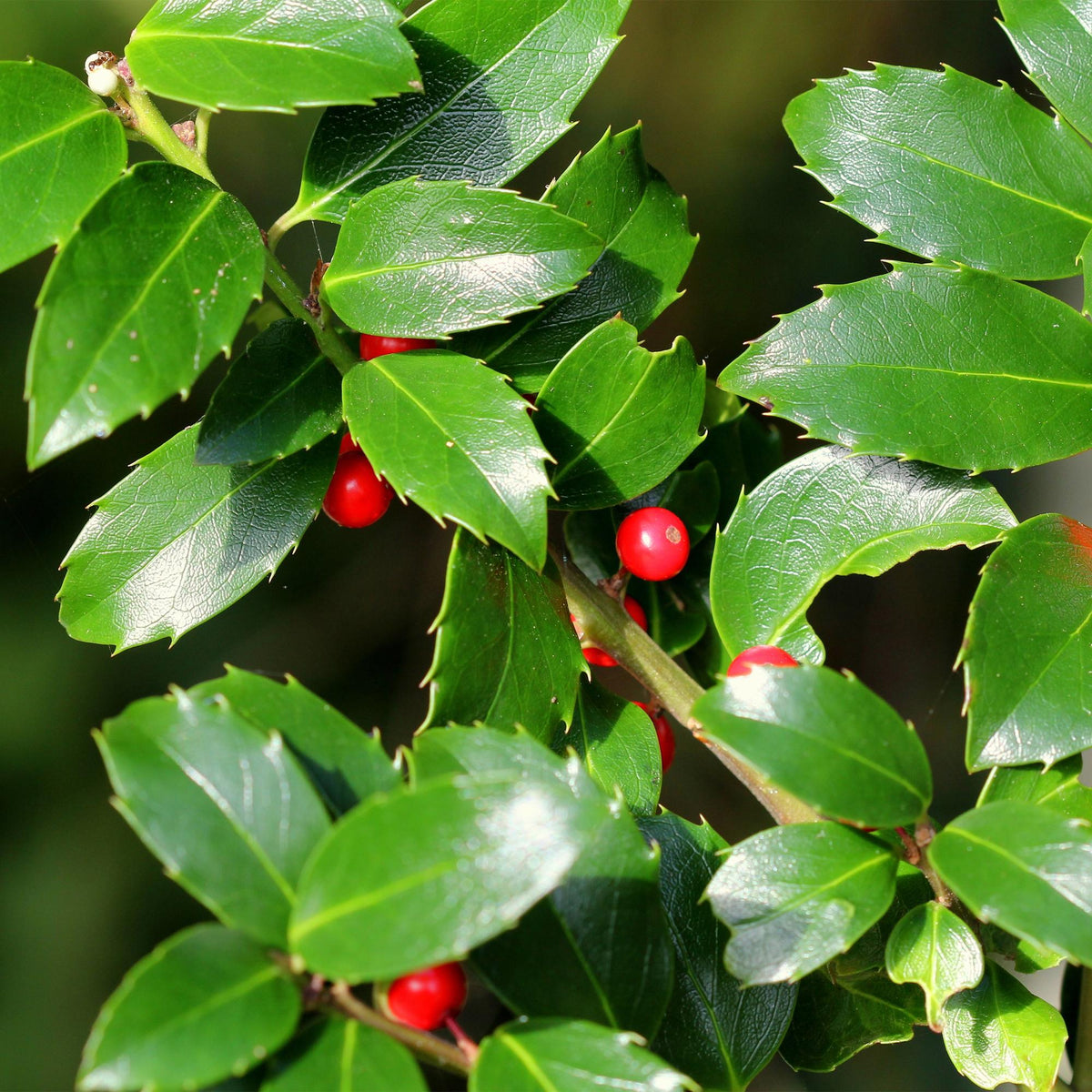 Stechpalme – Ilex meserveae Blue Maid – Heckenpflanze – Blatt grün – 8 Pflanzen – 1 laufender Meter – immergrün – 9cm Höhe 25-30cm 