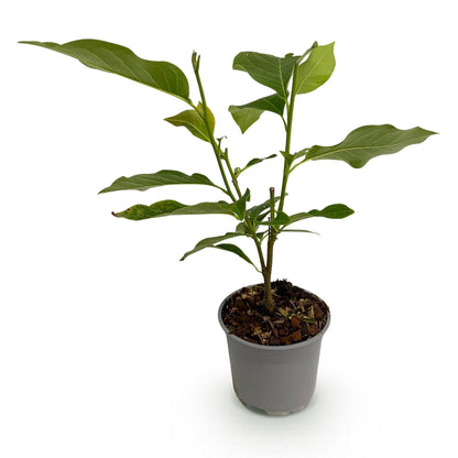 GreenboutiQ - Gartenpflanze - Magnolia sieboldii - Blüte Weiß-Rot - 1 Pflanze - Laubabwerfend - Wenig Pflege - Topf 12cm Höhe 30cm 