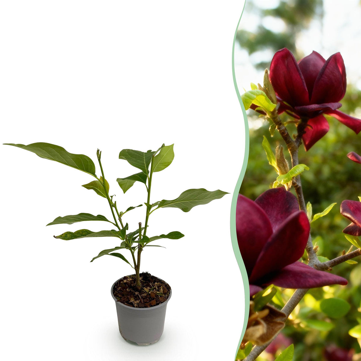 GreenboutiQ - Gartenpflanze - Magnolia Genie - Blüte Lila - 1 Pflanze - Laubabwerfend - Wenig Pflege - Topf 12cm Höhe 30cm 