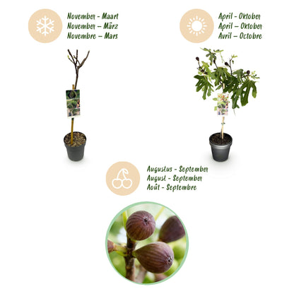 GreenboutiQ - Stamm Pflanze - Ficus carica Little Miss Figgy - Terrassen Pflanze - Laubabwerfend - Winterhart - Grüne Frucht - Topf 19cm Höhe 90cm 