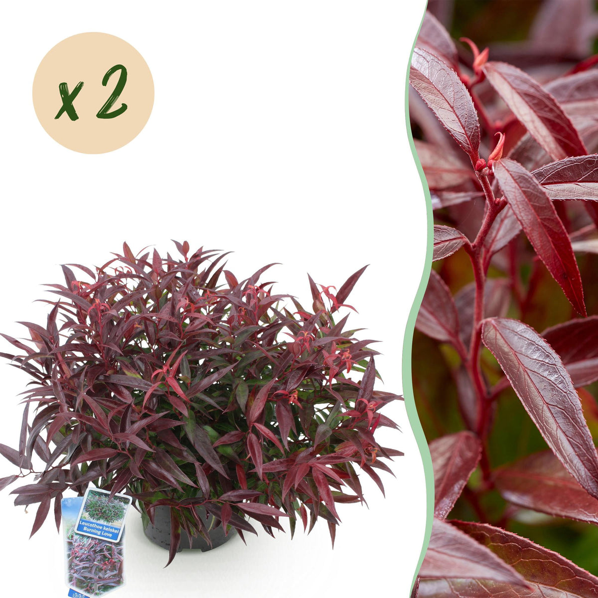 GreenboutiQ - Gartenpflanze - Leucothoe Burning Love - Rot - 2 Pflanzen - Immergrün - Wenig Pflege - Topf 17cm Höhe 45cm 
