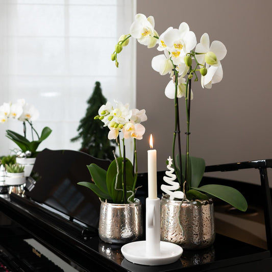 Weiße Phalaenopsis Orchidee Amabilis – 2-3 Zweige – Luxus-Ziertopf Silber Ø9cm – Höhe 40cm – Blühende Zimmerpflanze – Frisch vom Züchter 