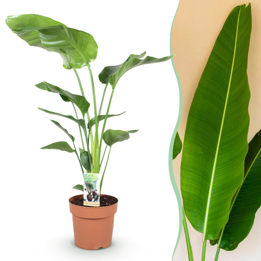 Green boutiQ - Zimmerpflanzen - Stelitzia Nicolai - Paradiesvogelblume - Wenig Pflege - Grün - 1 Pflanze - Topf 21cm - Höhe 110-120cm 