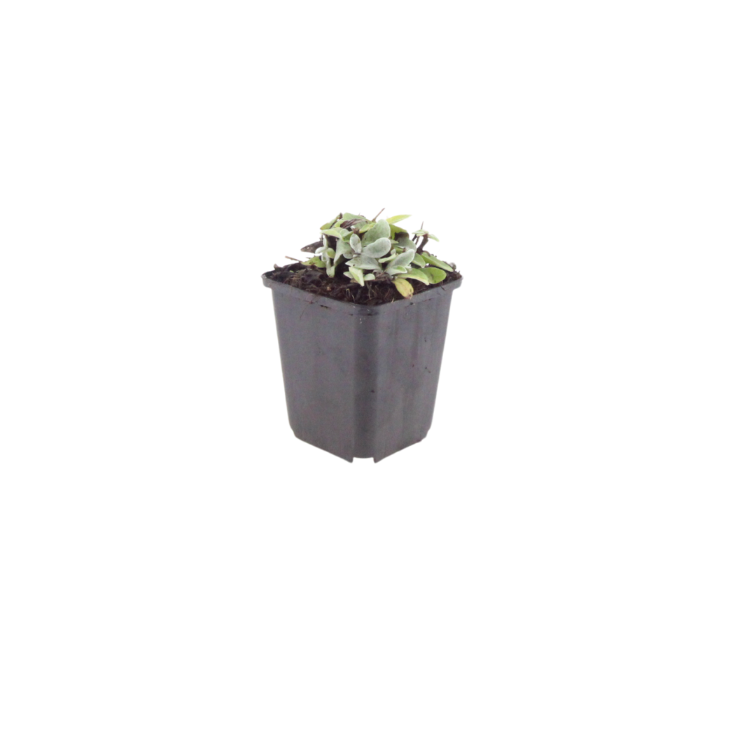 Perlkörbchen Anaphalis triplinervis – Silberstaude mit weißen Blüten – 10-25cm – Ø9cm – Ansicht 14