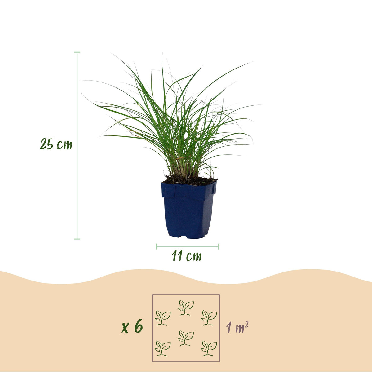 Chinaschilf 'Red Chief' – Miscanthus sinensis 'Red Chief' – 12 Pflanzen – Topf Ø11cm – Ansicht 3