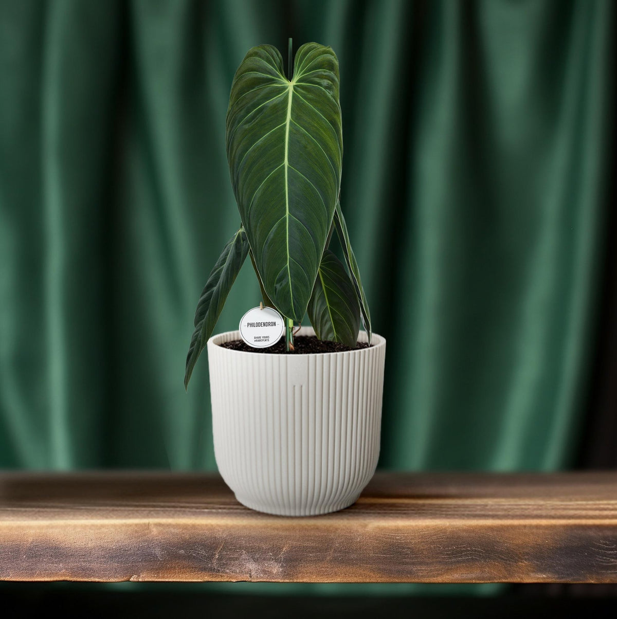 Philodendron Melanochrysum – Zimmerpflanze – Ø21cm – ↕75cm – Exotisches Klettergewächs mit samtigen Blättern – Pflegeleicht & luftreinigend – Für Wohnzimmer & Büro 