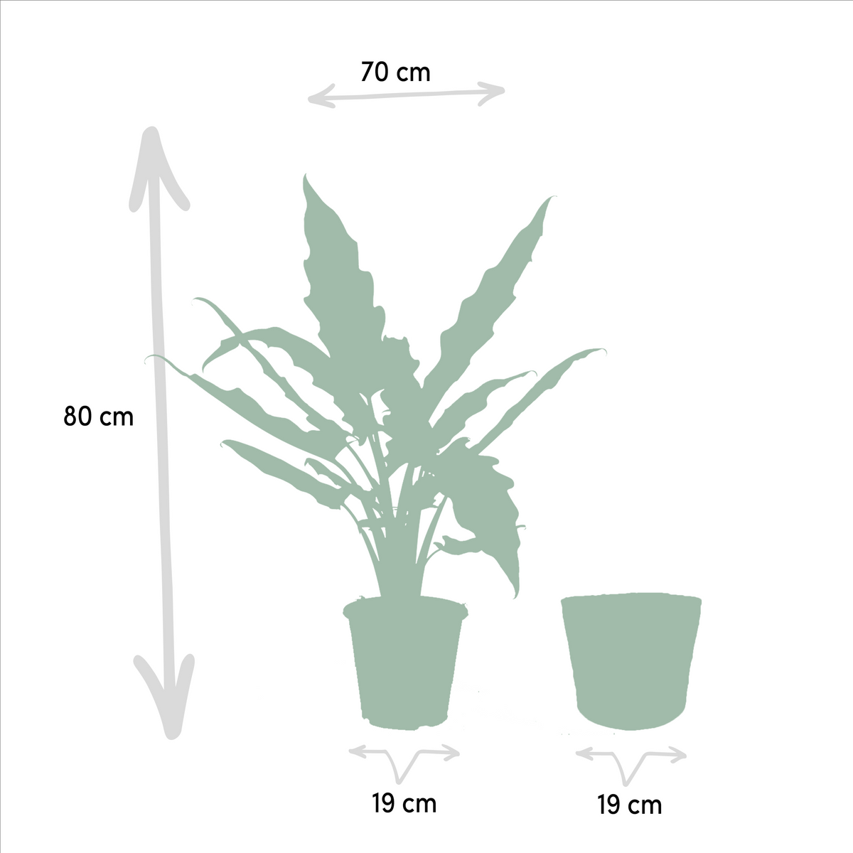 Pfeilblatt - Alocasia Cucullata - Ø19cm - ↕60cm + Alocasia Lauterbachiana - Ø19cm - ↕75cm + Korb Selin 