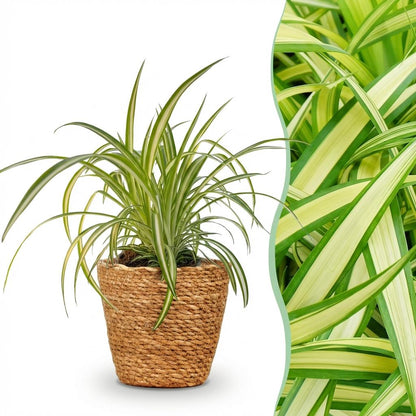 Green boutiQ - Zimmerpflanze - Chlorophytum comosum Variegatum - Bunte Graslilie - Haustierfreundliche Pflanze - Grün - 1 Pflanze - mit Korb - Topf 12cm - Höhe 20cm 