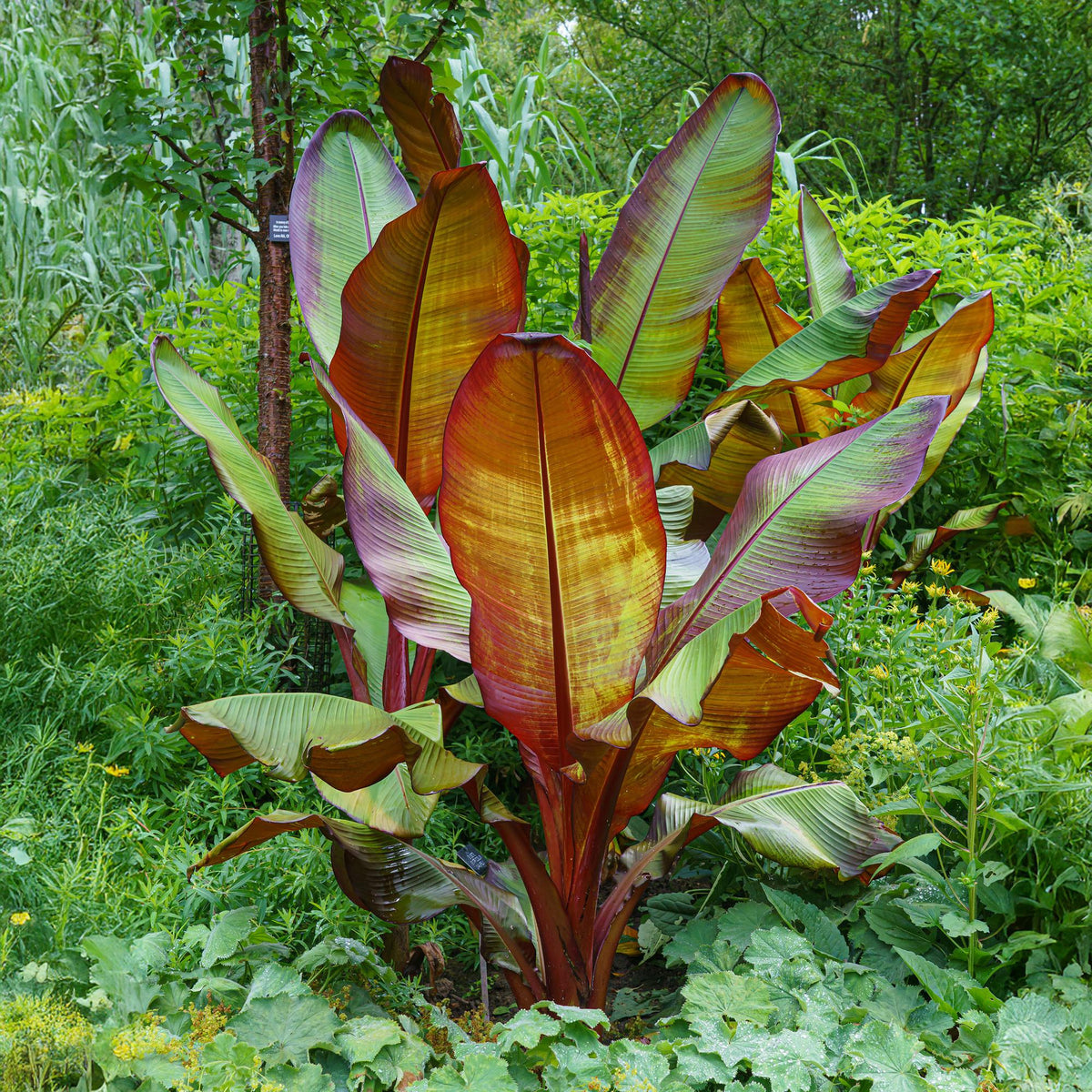 Green boutiQ - Fruit plant - Musa ensete Maurelli - Banana tree - Hardy - Red-Green - 2 Plants - Pot 15cm - Height 50cm 