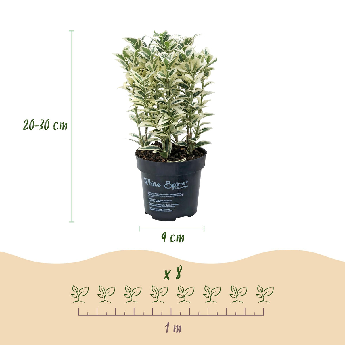 Spindelstrauch 'White Spire' – Euonymus japonicus 'White Spire' – 8 Heckenpflanzen – Topf Ø9cm – Ansicht 4