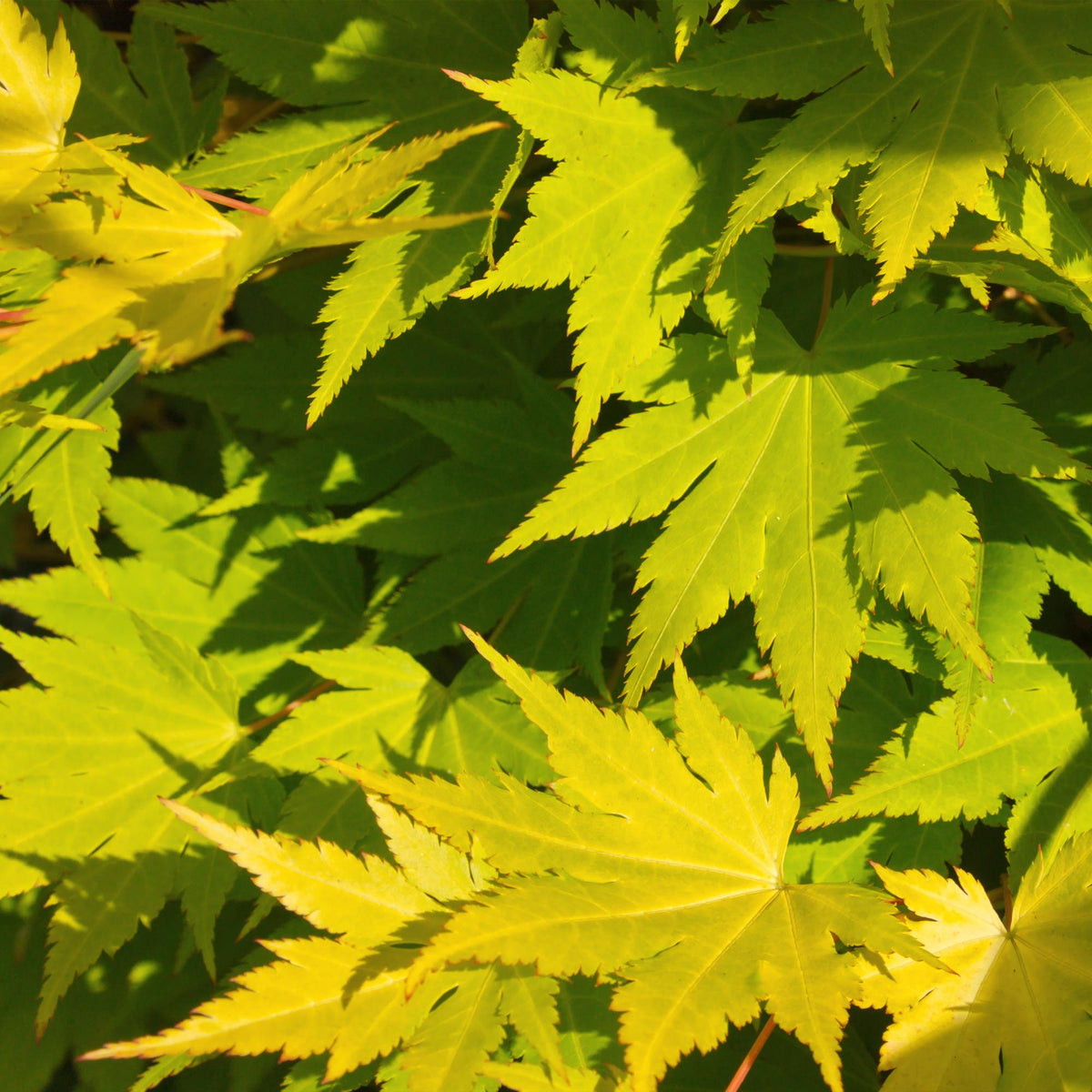 Japanischer Ahorn Acer palmatum 'Jordan' – Gelb-Grün – Balkon- & Gartenpflanze – Ø19 cm – Ca. 70 cm hoch – Kompakter Fächerahorn mit saisonalem Farbwechsel 
