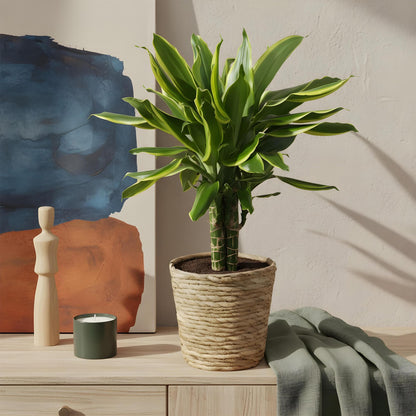 Green boutiQ - Zimmerpflanzen - Dracaena fragrans Golden Coast - Drachenbaum - Wenig Pflege - mit Korb - Bunt - 1 Pflanze - Topf 17cm - Höhe 50-55cm 
