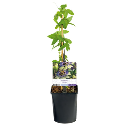 Passionsblume - Passiflora caerulea - Blüte Blau mit Grün Weiß - Wenig Pflege - 2 Pflanzen - Topf 11cm Höhe 40cm 
