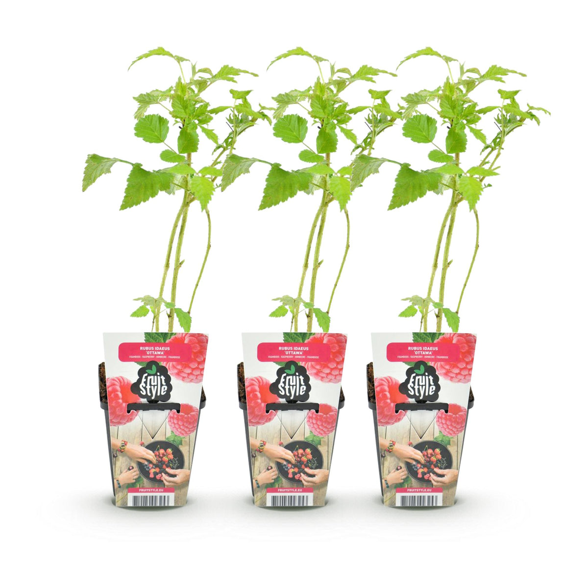 Himbeere Rubus idaeus Heritage winterhart 3 Pflanzen Ø9cm Höhe 30cm – Rote Himbeere für Garten Beet Balkon & Terrasse – Ertragreiche Obstpflanze 