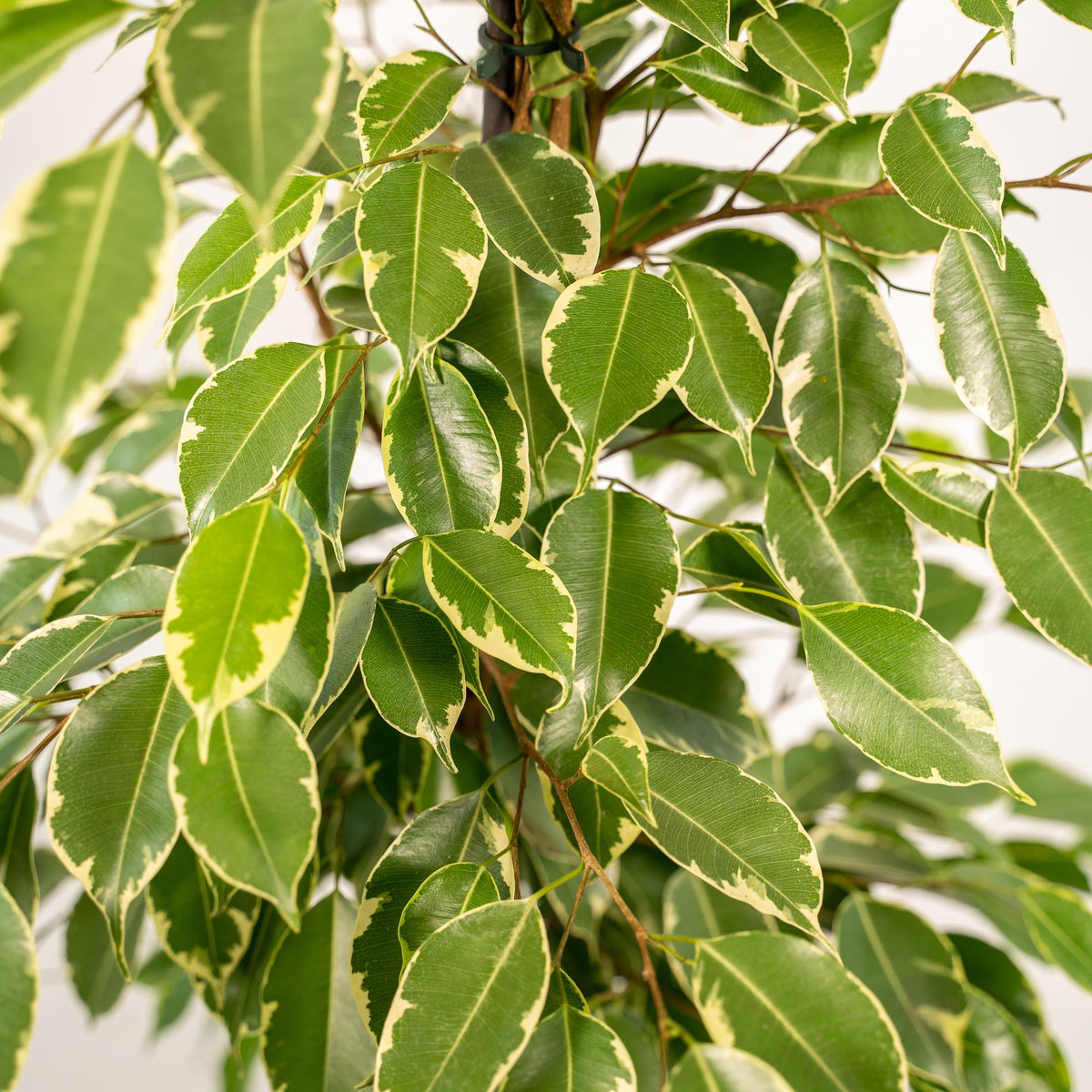 Ficus benjamina Goldenking - Ø21cm - ↕95cm + Korb Selin 