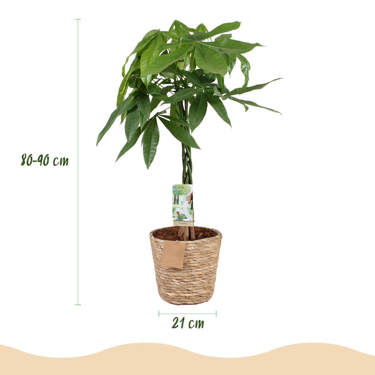Green boutiQ - Zimmerpflanzen - Geflochtener Stamm Pachira Aquatica - Geldbaum - Wenig Pflege - mit Korb - Grün - 1 Pflanze - Topf 21cm - Höhe 80-90cm 