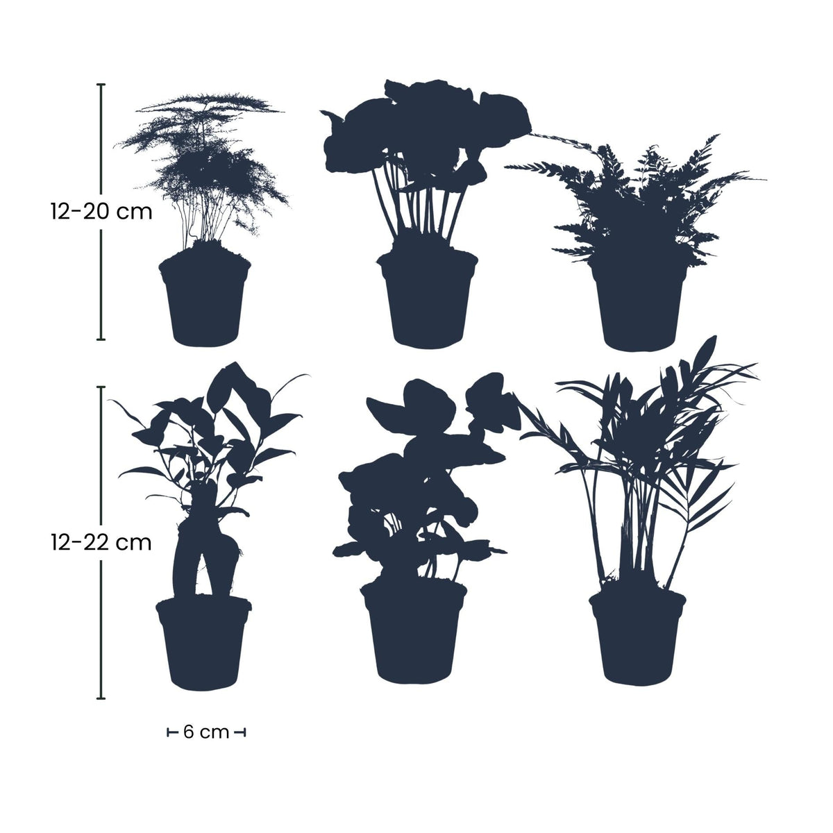 Planten set - Groen - 6 groene planten - potmaat 6 