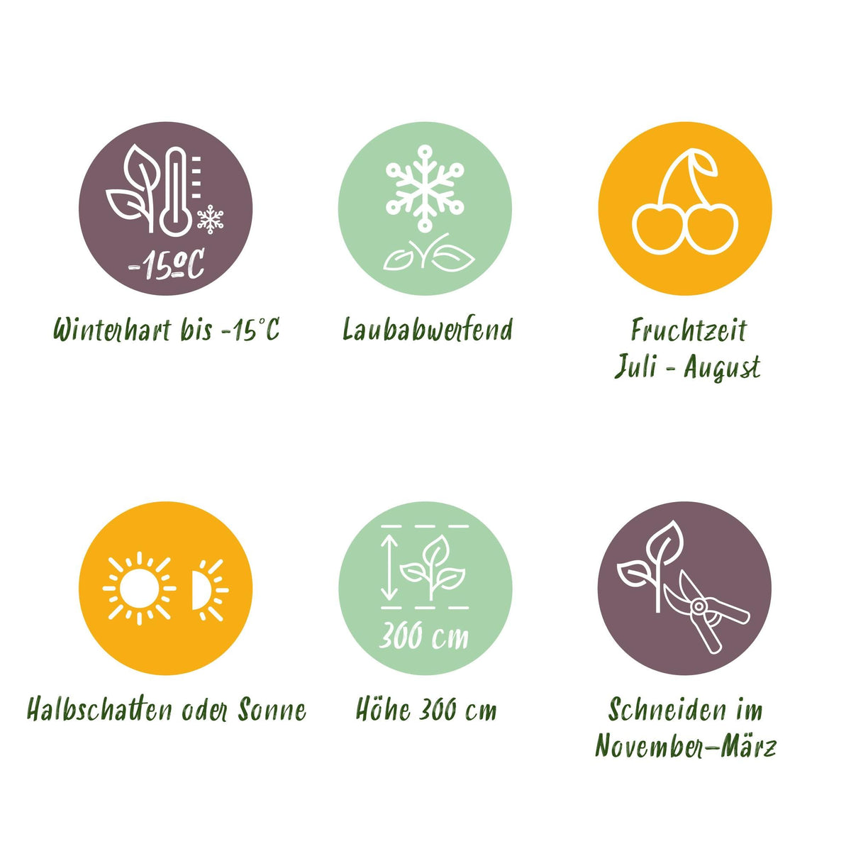 Kiwi - Actinidia arguta Issai - Obstpflanze - Grüne Frucht - 2 Pflanzen - Topf 11cm Höhe 40cm 