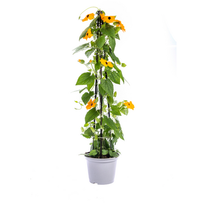 Schwarzäugige Susanne - Thunbergia alata Sunny Susy New Orange - Ø13 cm - ↕60 cm - 4 Pflanzen - Balkon & Terrasse 