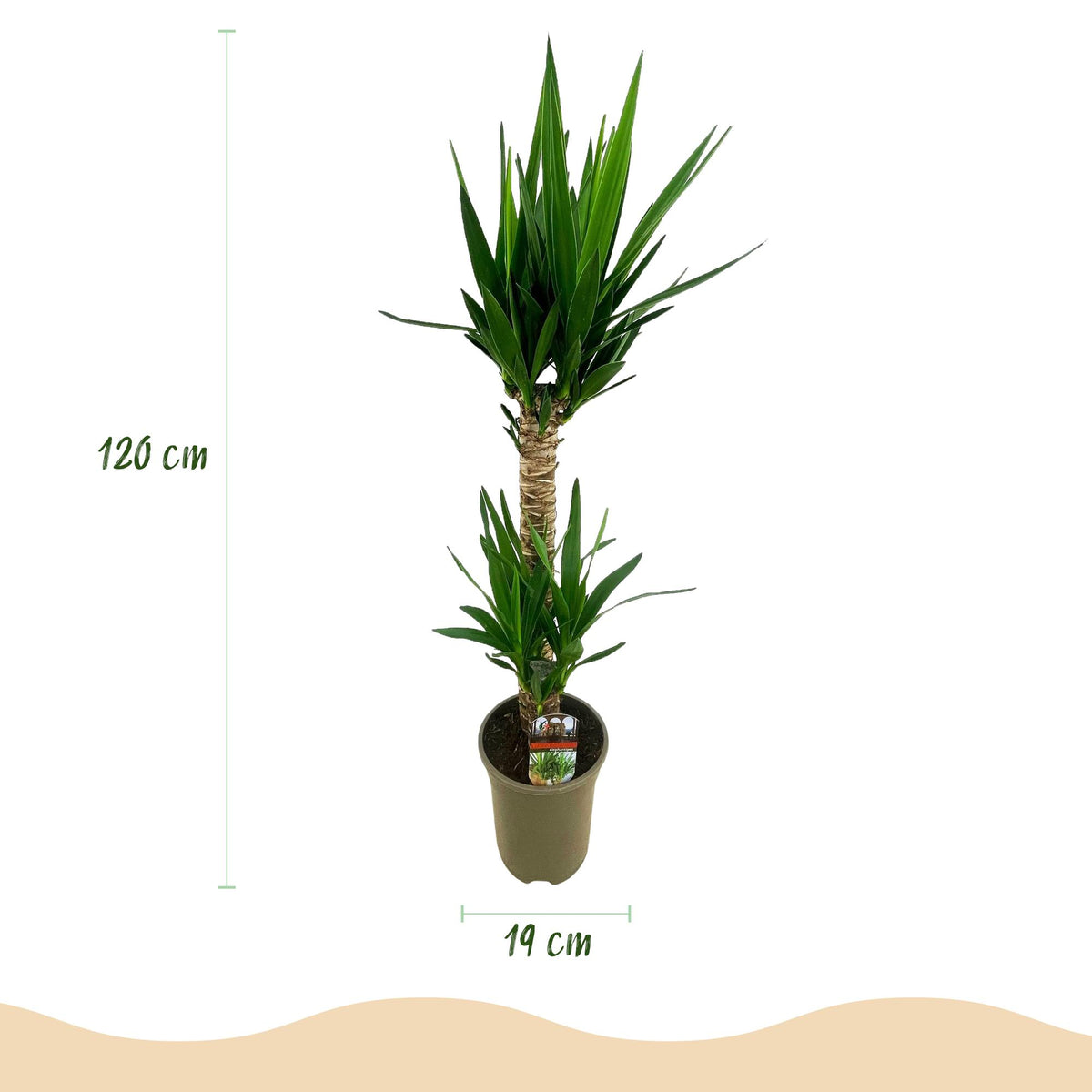 Yucca Elephantipes – 120cm – 19cm – Pflegeleichte Zimmerpflanze mit schmalen Blättern – Robuste Palmlilie für helle & halbschattige Innenräume – Tropische Grünpflanze 