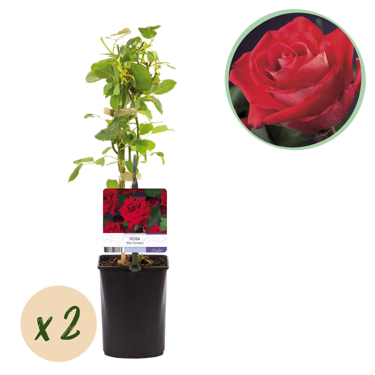 Kletterrose - Rosa Red Climber - Rot - Wenig Pflege - 2 Pflanzen - Topf 11cm Höhe 40cm 