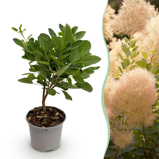 GreenboutiQ - Gartenpflanze - Cotinus coggyria Young Lady - Grün 1 Pflanze - Laubabwerfend - Wenig Pflege - Topf 12cm Höhe 35cm 
